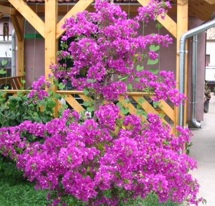 Bougenvillea